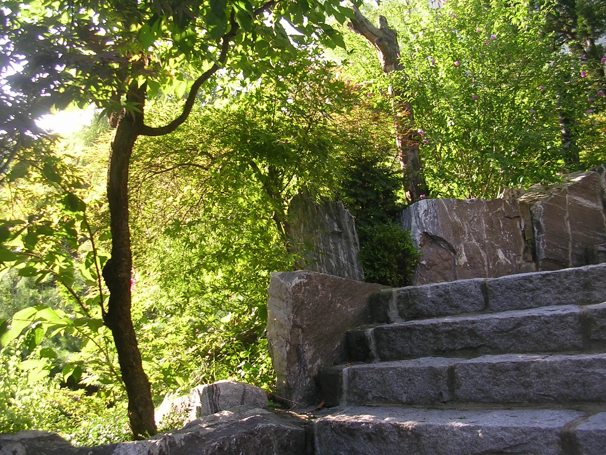 Sunlight through green leaves
